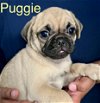 adoptable Dog in  named ! * Puggie