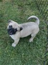 adoptable Dog in  named **Puggie