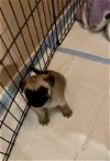 adoptable Dog in colton, CA named !Pug Bug