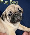 adoptable Dog in  named !Pug Bug