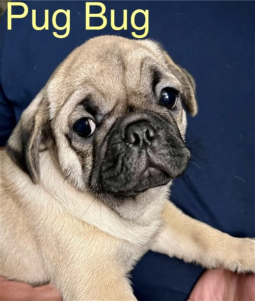 ! *Pug Bug