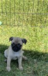 adoptable Dog in , Unknown named ** Pug Bug