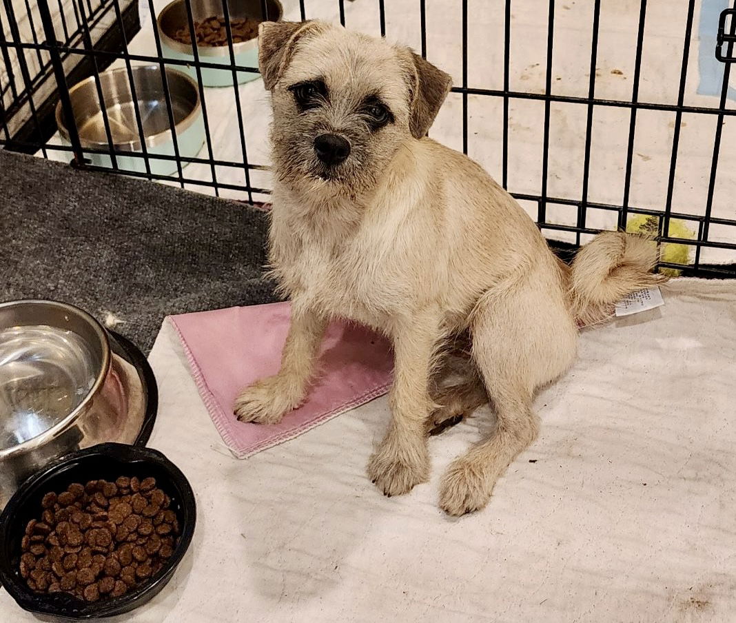 adoptable Dog in Colton, CA named ‘ Mimi