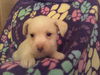 Sherlock