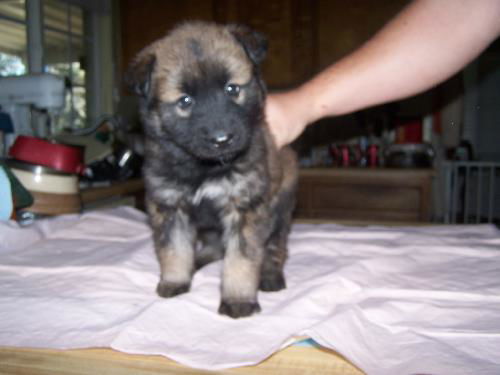 Shasta