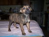 Sparkler aka Sparky