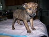 Sparkler aka Sparky