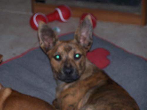 Sparkler aka Sparky