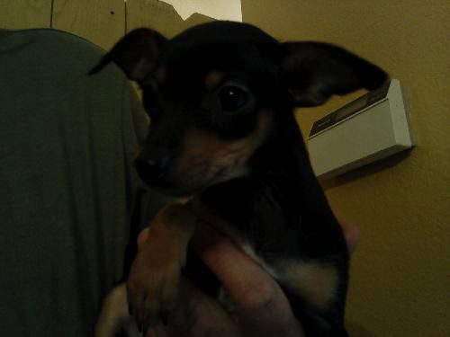 Cooper