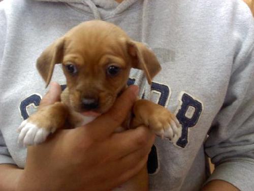 Chiweenie rescue cheap