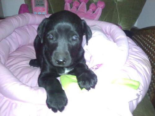 Black Beauty