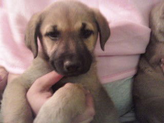 Bebe Bear