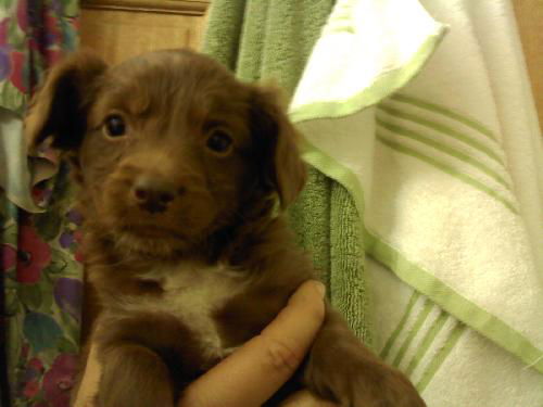Cocoa Puff