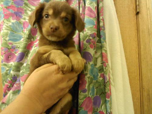 Chocolate Chip