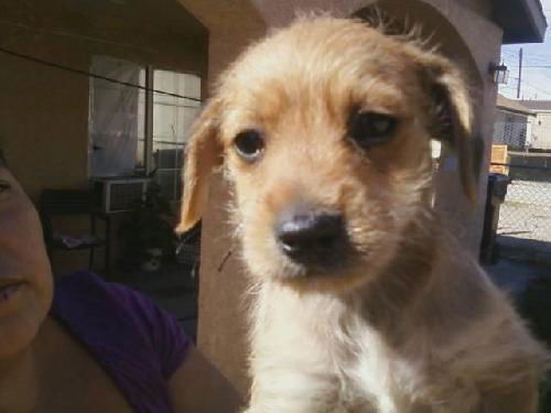 Cupcake (5pups)