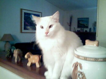 Snowball