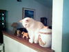 Snowball