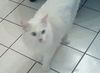 Snowball