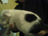 Spot
