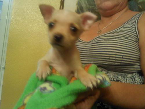 Shilo