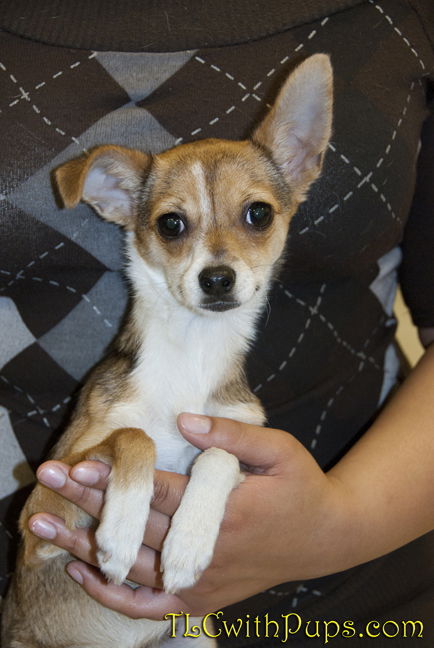 Fawn the deer chi