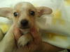 Corky