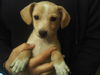 Corky