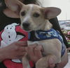 Corky