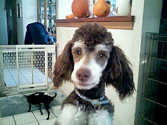 Snickers