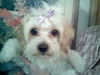 Daisy the Malti-poo