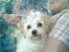 Daisy the Malti-poo