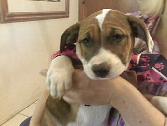 Bindy the Lab/box