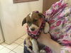 Bindy the Lab/box