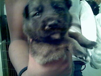 Cubby Bear