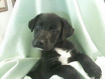 Blackie Bear