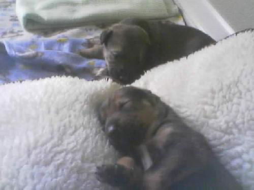 Chloe's 4 pups