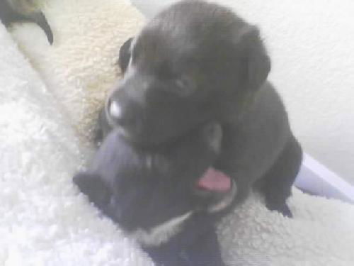 Chloe's 4 pups