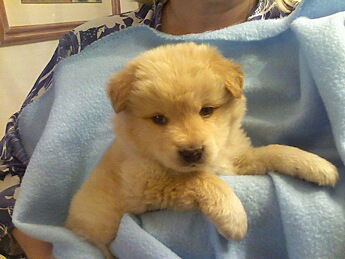 Cody