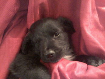 Blackie