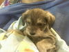 Schnoodles