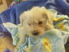 Schnoodles