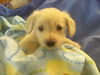 Schnoodles