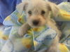 Shelly the Schnauzer/poodle