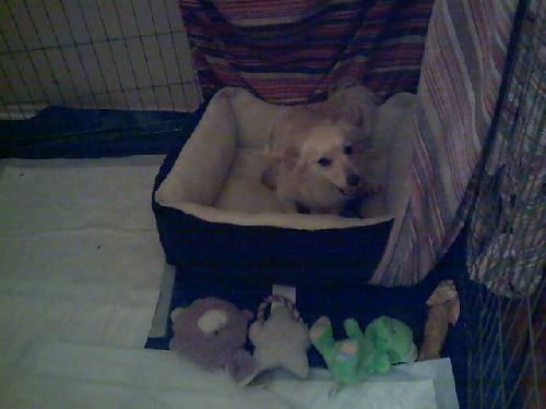 Sunny's five puppies