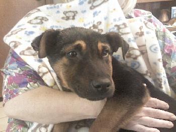 Shiloh