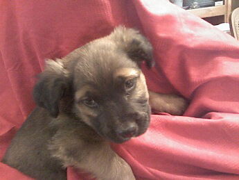 Shep/Lab Pups