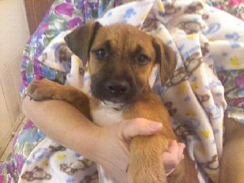 Shep/Lab Pups