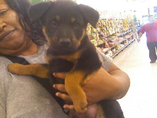 shep/lab3