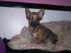Cooper