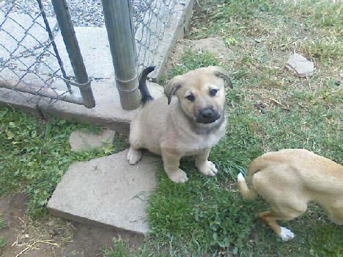 Lab/Shepherd Mix